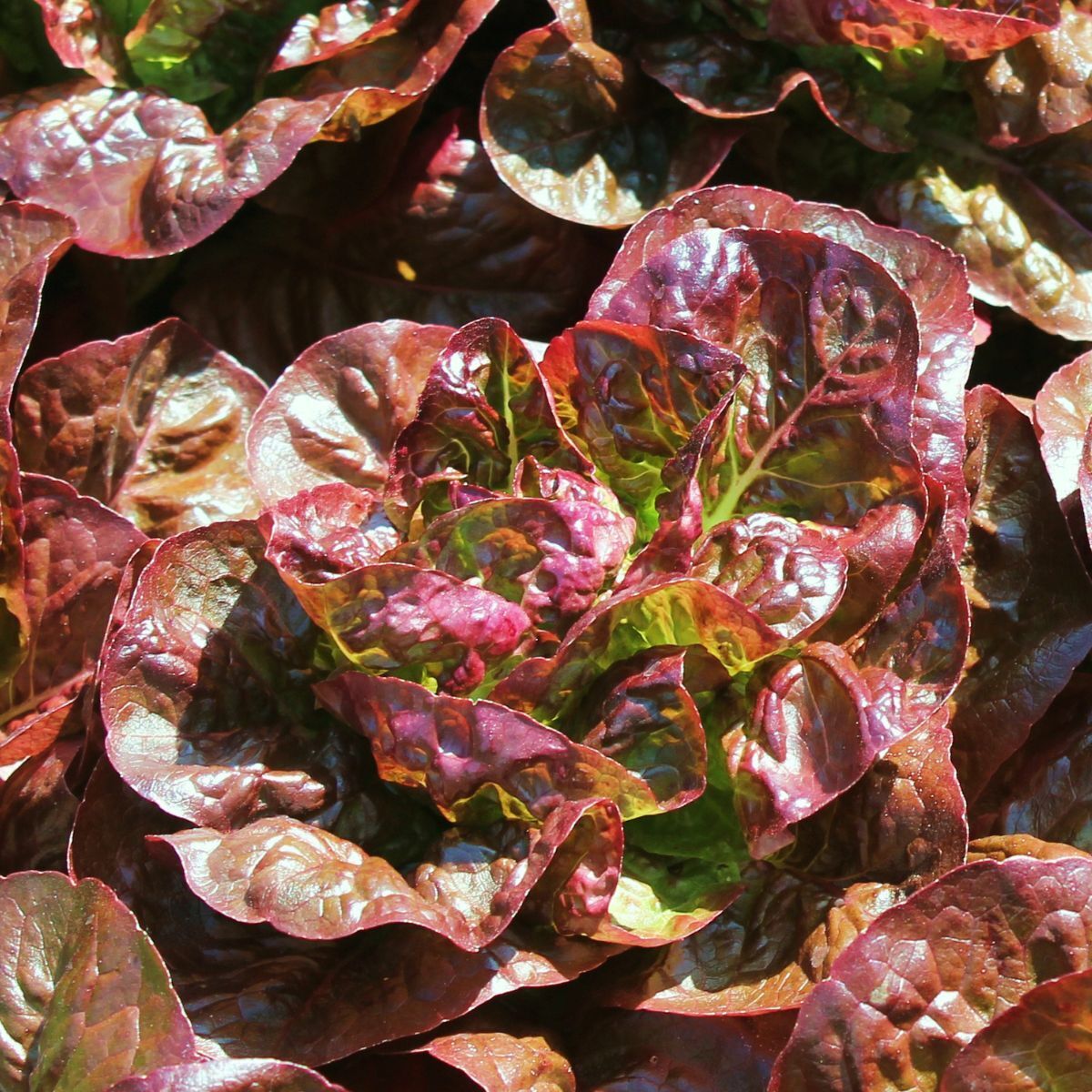 Lettuce- Outredgeous